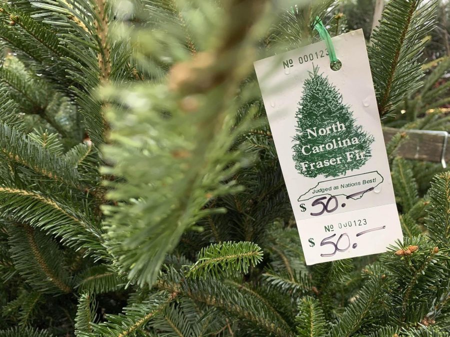 Christmas Trees’ Costs on the Rise Because of Low Supply