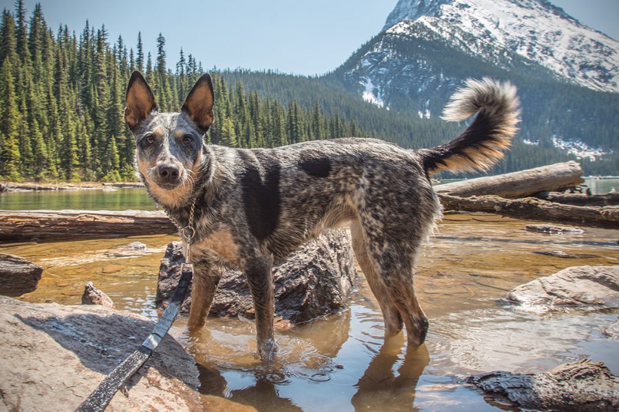 A dog hiking on a mountain.