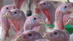 Bird flu is making a comeback this Thanksgiving
